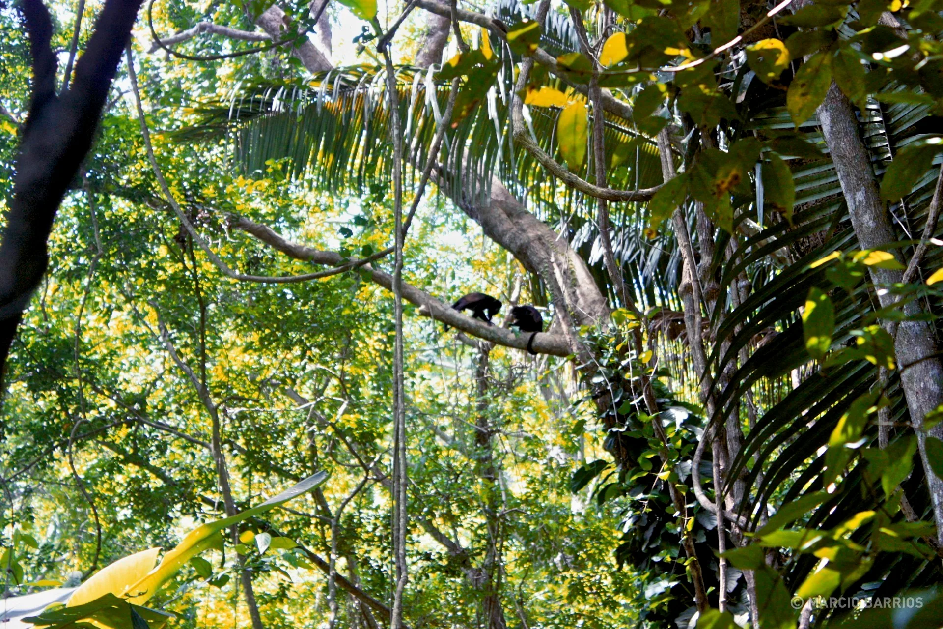 Howler monkeys Howler monkeys