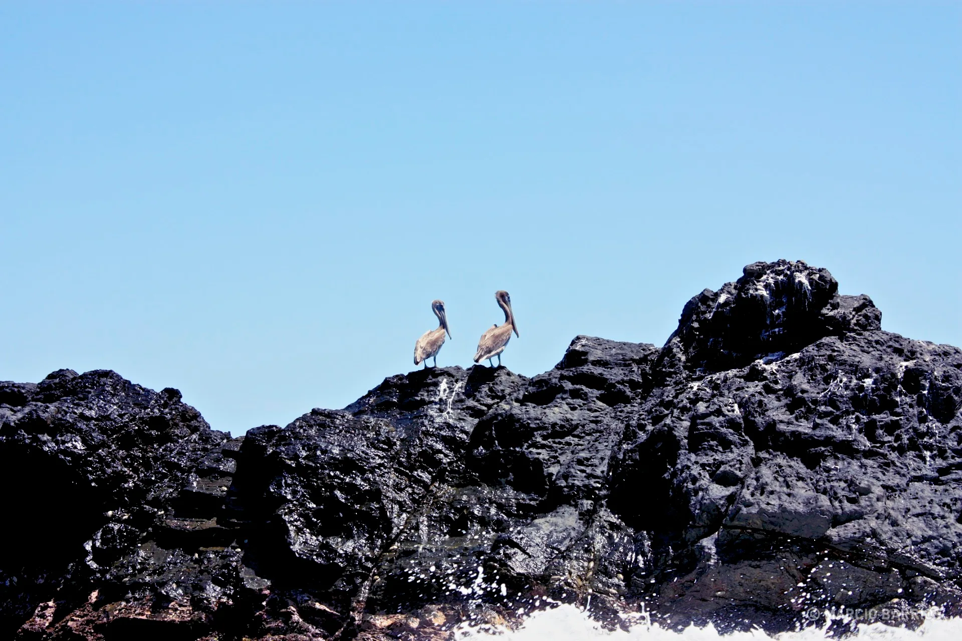 Pelicans Pelicans