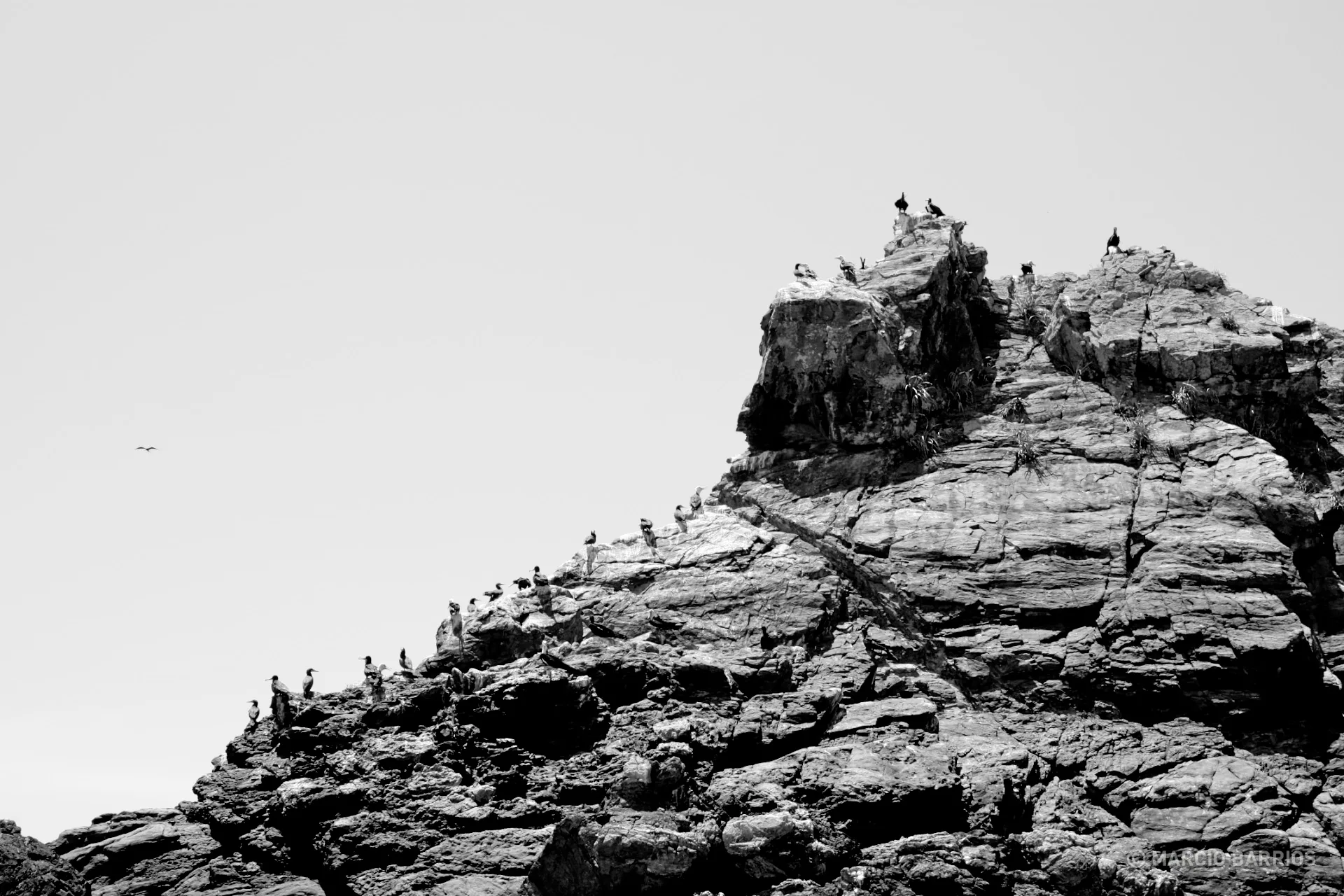 Long line of birds on top of a big rock Long line of birds on top of a big rock