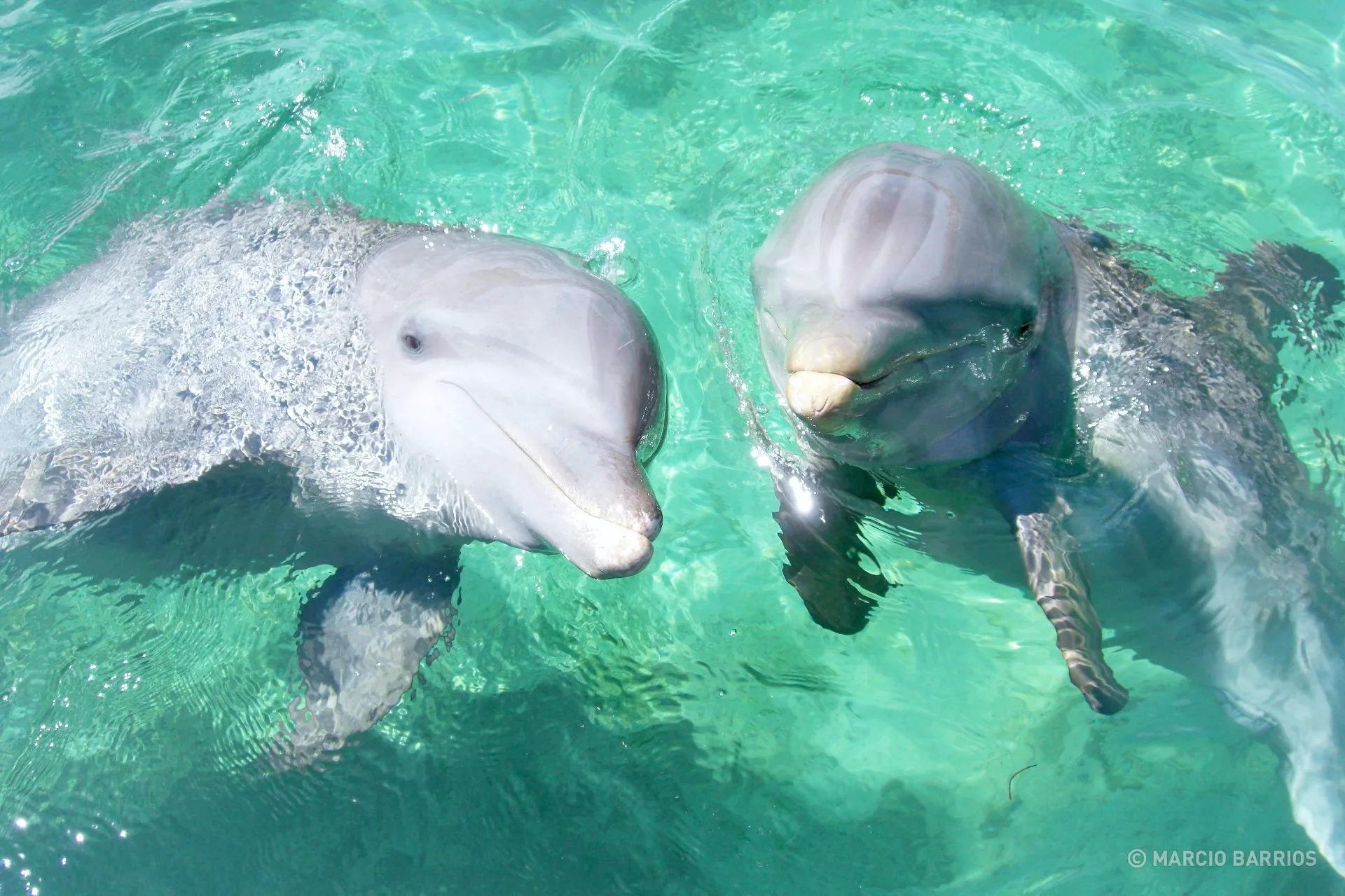 A couple of friendly dolphins in Anthony's key A couple of friendly dolphins in Anthony's key